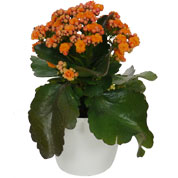 Kalanchoe laranja + Cachep Branco